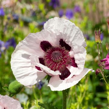 Papaver orientale Royal Wedding - Oriental Poppy