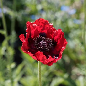 Pavot bracteatum (Great Scarlet) 