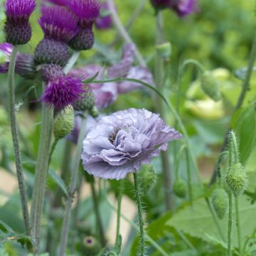 Poppy Amazing Grey Seeds - Papaver rhoeas