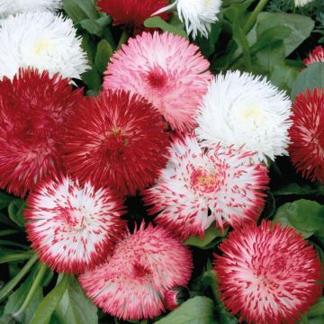 Bellis perennis Habanera - Common Daisy