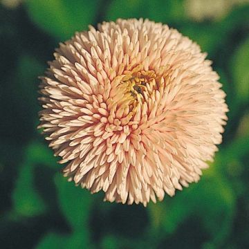 Robella Mini-motte Daisy - Bellis Perennis