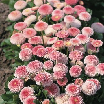 Bellis perennis Tasso Strawberries & Cream - Common Daisy