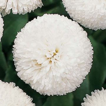 Bellis perennis Tasso Blanche - Common Daisy