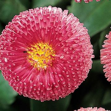 Bellis perennis Tasso Rose - Common Daisy