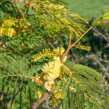 Paraserianthes lophantha