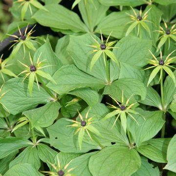 Paris quadrifolia - Herb-Paris