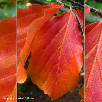 Parrotia persica Bella - Persian Ironwood