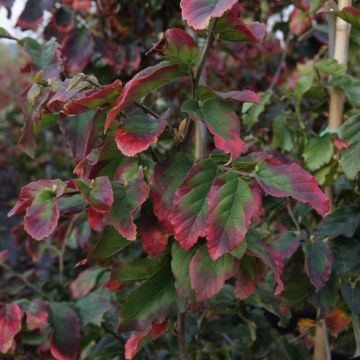 Parrotia persica Vanessa - Persian Ironwood