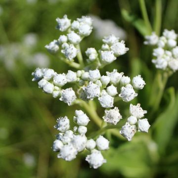 Parthenium integrifolium