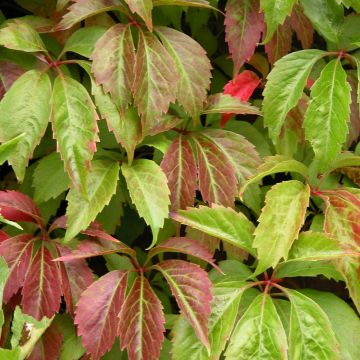 Parthenocissus quinquefolia Engelmannii - Virginia Creeper