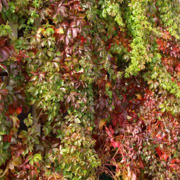 Parthenocissus quinquefolia Murorum - Virginia Creeper