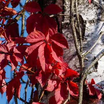 Parthenocissus quinquefolia Red Wall- Virginia Creeper