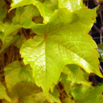 Parthenocissus tricuspidata Fenway Park - Boston Ivy