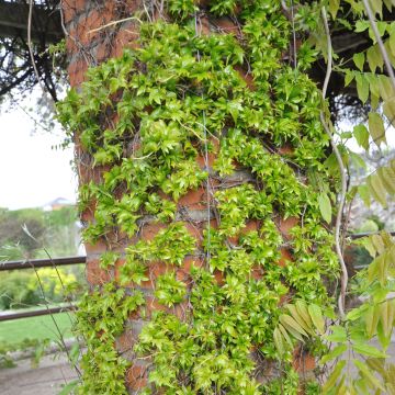 Parthenocissus tricuspidata Lowii- Boston Ivy