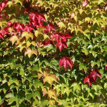 Parthenocissus tricuspidata Veitchii Robusta -Boston Ivy