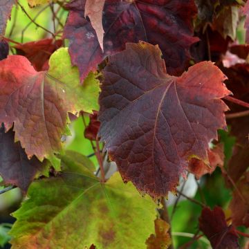 Parthenocissus tricuspidata Atropurpurea- Boston Ivy