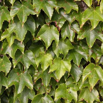 Parthenocissus tricuspidata Veitchii - Boston Ivy