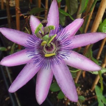 Passiflora Lavender Lady- Passion Flower