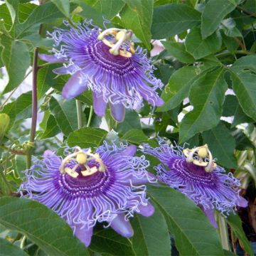Passiflora Incense- Passion Flower
