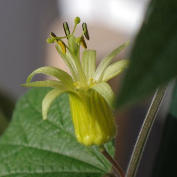 Passiflora citrina