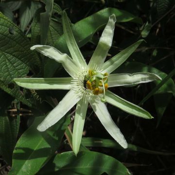 Passiflora mucronata- Passion Flower