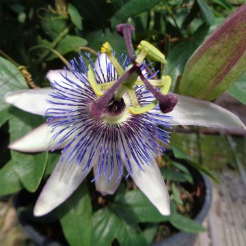 Passiflora Amethyst White- Passion Flower