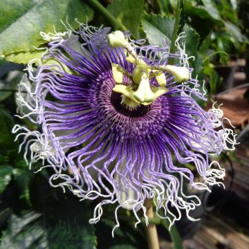 Passiflora Byron Beauty- Passion Flower