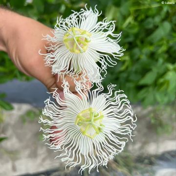 Passiflora incarnata Snowstar - Passion Flower