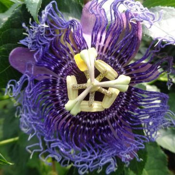 Passiflora Essenza- Passion Flower