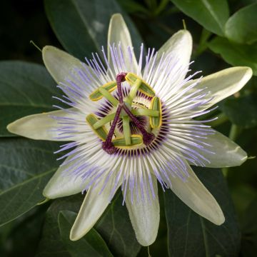 Passiflora caerulea Clear Sky- Passion Flower