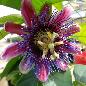 Passiflora Marijke - Passion Flower
