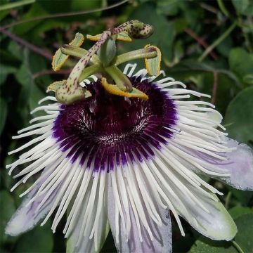 Passiflora Panda- Passion Flower