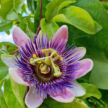 Passiflora Eugenie- Passion Flower