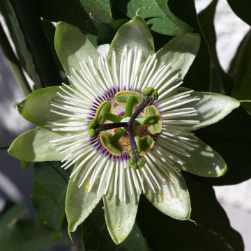 Passiflora White Lightning- Passion Flower