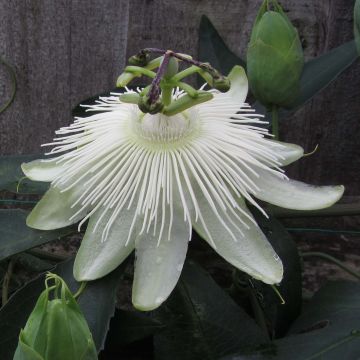 Passiflora Snow Queen- Passion Flower