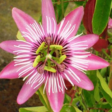 Passiflora Victoria- Passion Flower