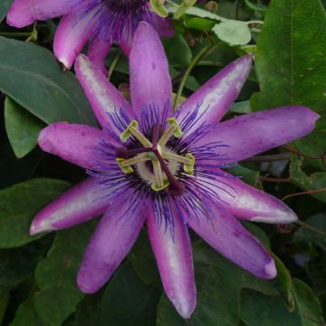 Passiflora Violacea- Passion Flower