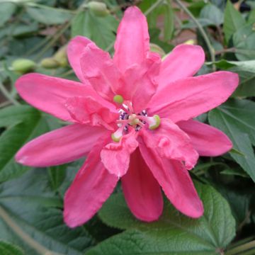 Passiflora Pink Passion- Passion Flower