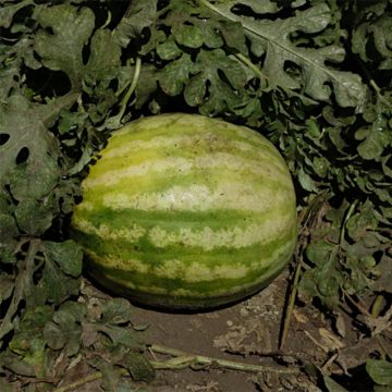 Watermelon Crimson Sweet - Citrullus lanatus