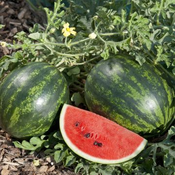 Watermelon Mini-Love plants - Citrullus lanatus
