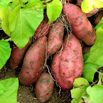 Sweet Potato - Ipomoea batatas