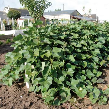 Sweet Potato Beauregard Plants - Ipomoea batatas