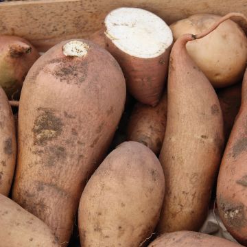 Sweet Potato Bonita - Ipomoea batatas