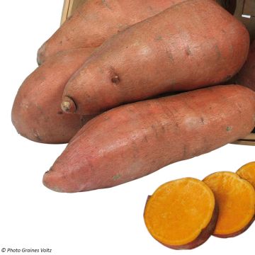 Organic Sweet Potato Evangeline plants - Ipomoea batatas