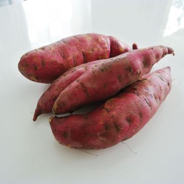Sweet Potato Murasaki 29 plants - Ipomoea batatas