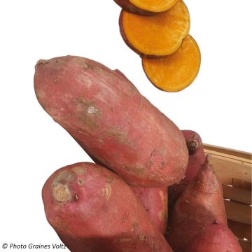 Organic Sweet Potato Orleans plants - Ipomoea batatas