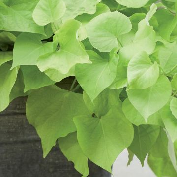 Sweet Potato Paradise Makatea - Ipomoea batatas