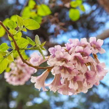 Paulownia tomentosa - Arbre impérial