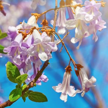 Paulownia fortunei April Light - Foxglove Tree