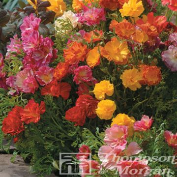 California Poppy Jelly Beans Seeds - Eschscholzia californica